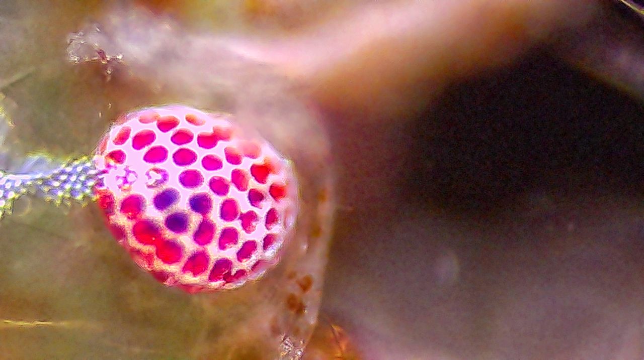 Un minuscolo abitante degli scogli: anatomia e biologia di un anfipode marino